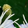Clematis 'Mrs. Robert Brydon', flowers