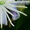 Clematis 'Mrs. Robert Brydon', flowers
