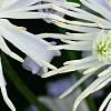 Clematis 'Mrs. Robert Brydon', flowers