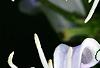 Clematis 'Mrs. Robert Brydon', flowers