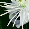 Clematis 'Mrs. Robert Brydon', flowers