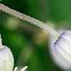 Clematis 'Mrs. Robert Brydon', flowers