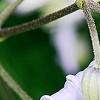 Clematis 'Mrs. Robert Brydon', flowers