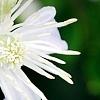 Clematis 'Mrs. Robert Brydon', flowers