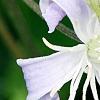 Clematis 'Mrs. Robert Brydon', flowers