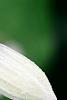 Clematis 'Mrs. Robert Brydon', flowers
