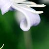 Clematis 'Mrs. Robert Brydon', flowers