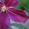 Clematis x 'Star of India', flowers