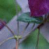 Clematis x 'Star of India', flowers