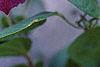 Clematis x 'Star of India', flowers