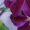 Clematis x 'Star of India', flowers