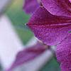 Clematis x 'Star of India', flowers