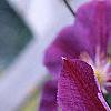 Clematis x 'Star of India', flowers
