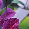 Clematis x 'Star of India', flowers