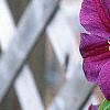 Clematis x 'Star of India', flowers