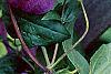 Clematis x 'Star of India', flowers