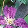 Clematis x 'Star of India', flowers