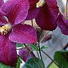 Clematis x 'Star of India', flowers