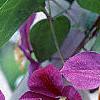 Clematis x 'Star of India', flowers