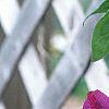 Clematis x 'Star of India', flowers
