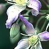 Clematis 'Sir Trevor Lawrence', flowers