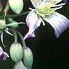 Clematis 'Sir Trevor Lawrence', flowers