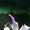 Clematis 'Sir Trevor Lawrence', flowers