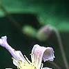 Clematis 'Sir Trevor Lawrence', flowers