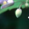 Clematis 'Sir Trevor Lawrence', flowers