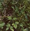 Clematis tangutica 'Radar Love', habit