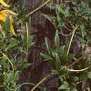 Clematis tangutica 'Radar Love', habit