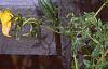 Clematis tangutica 'Radar Love', habit