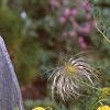 Clematis tangutica 'Radar Love', habit