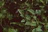 Clematis tangutica 'Radar Love', habit