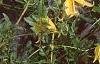 Clematis tangutica 'Radar Love', habit