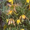 Clematis tangutica 'Radar Love', habit