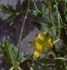 Clematis tangutica 'Radar Love', flowers