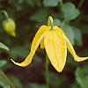 Clematis tangutica 'Radar Love', flowers