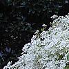 Clematis terniflora, habit