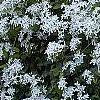 Clematis terniflora, habit