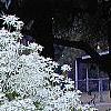 Clematis terniflora, habit