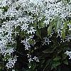 Clematis terniflora, habit