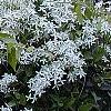 Clematis terniflora, habit
