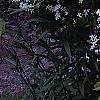 Clematis terniflora, habit