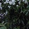 Clematis terniflora, habit