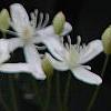 Clematis terniflora, flowers