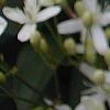 Clematis terniflora, flowers