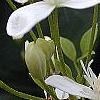 Clematis terniflora, flowers