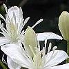 Clematis terniflora, flowers