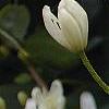 Clematis terniflora, flowers